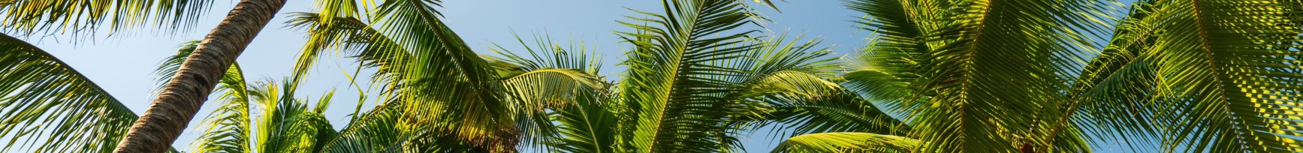 Palm Trees