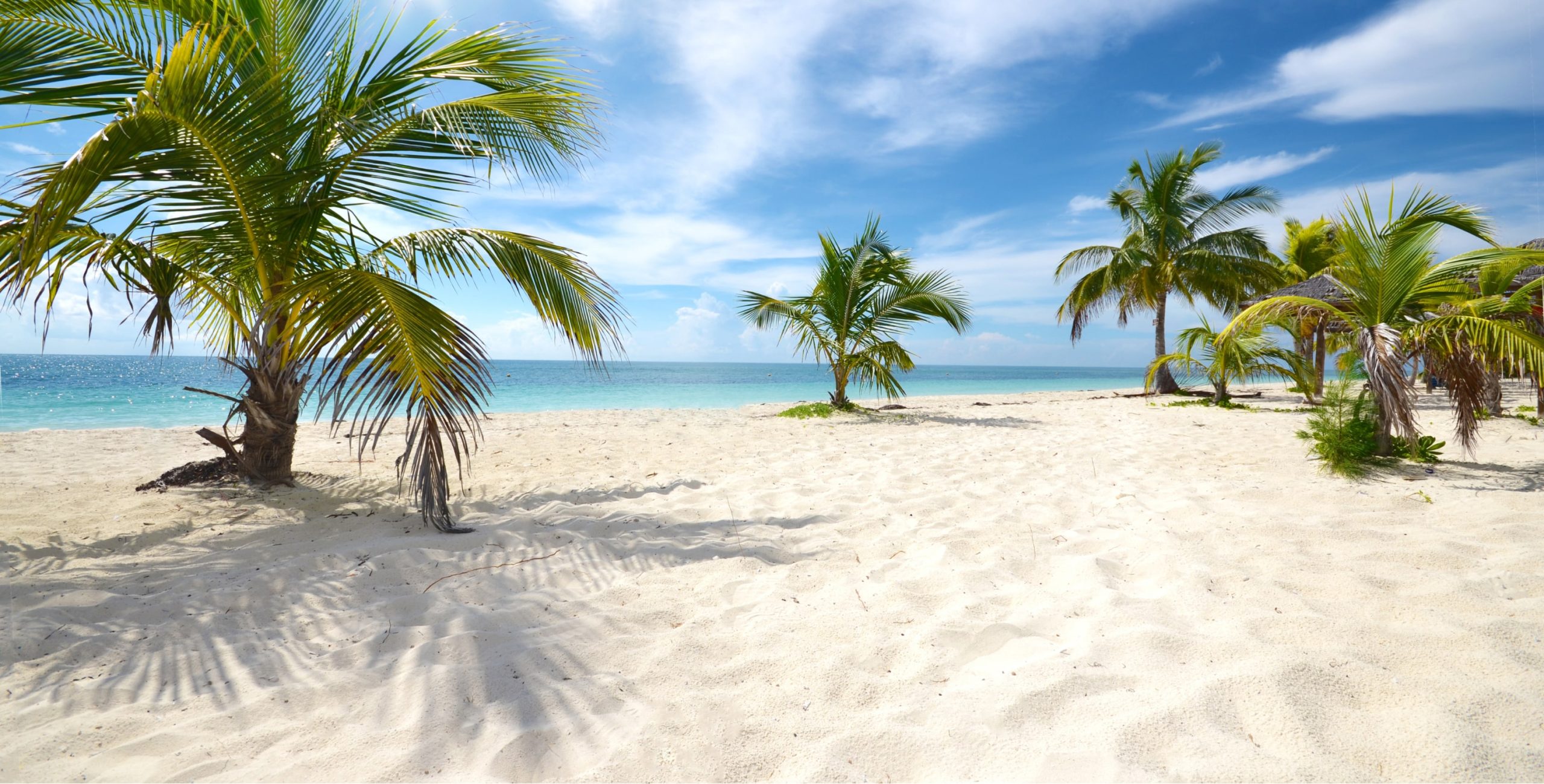 Beach with trees